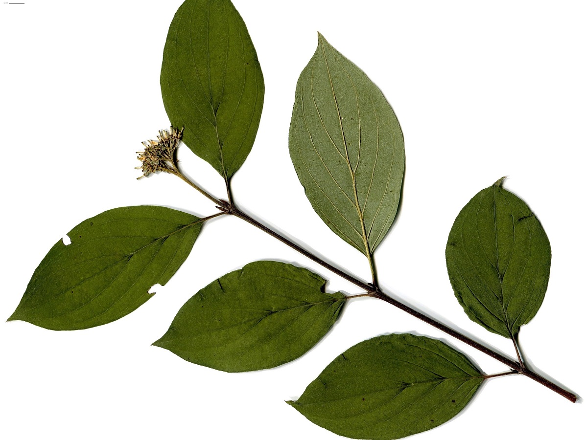 Cornus sanguinea subsp. sanguinea (Cornaceae)